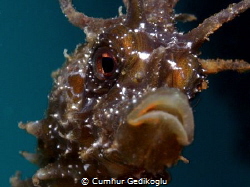 Hippocampus guttulatus
Speckled Seahorse by Cumhur Gedikoglu 